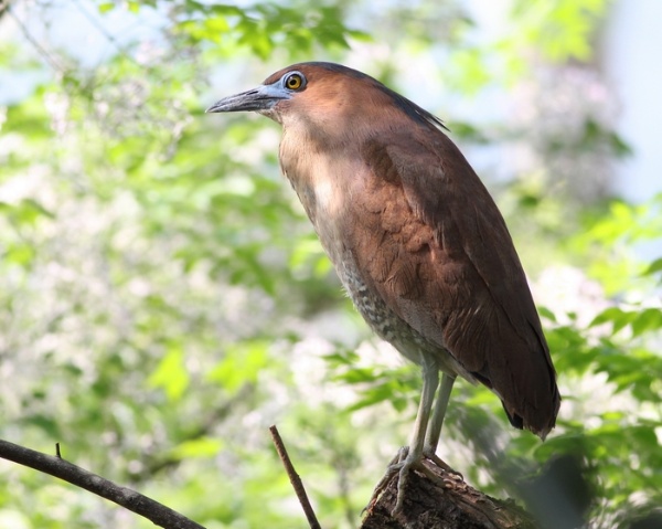 黑冠麻鷺有黑色冠羽和藍色眼先