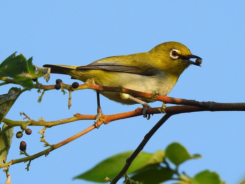 鳥語花香現蘭博─濕地之美「綠繡眼」