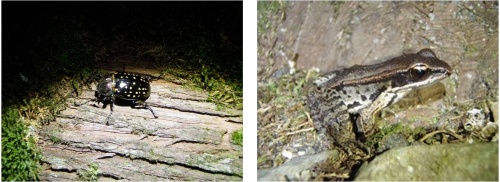 左圖：台灣長臂金龜。/ 右圖：斯文豪氏赤蛙。