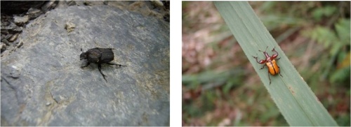 左圖：可愛的糞金龜。/ 右圖：長得像大力士的捲葉象鼻蟲。