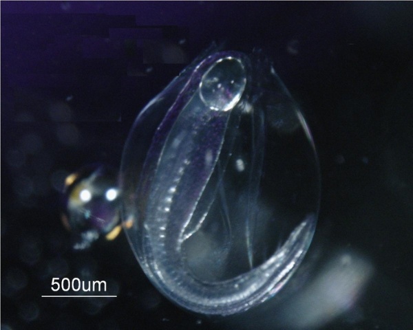 產卵場捕獲之日本鰻受精卵胚胎，之後於白鳳丸研究船上孵化。500um=0.5mm