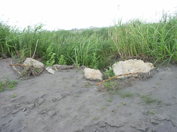 濁水溪北岸高灘地的橋腳殘塊。芒草後方即為溪水
