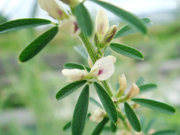 藥園以『千里光』藥草命名，這是它的花