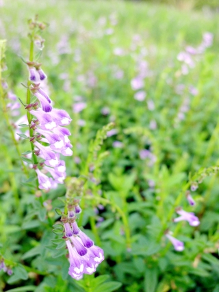 周素瑛體悟到，人的病不是沒有原因的，有些可以用藥醫，有些則要用心。