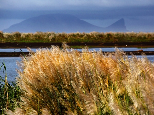 秋～芒花的秋天