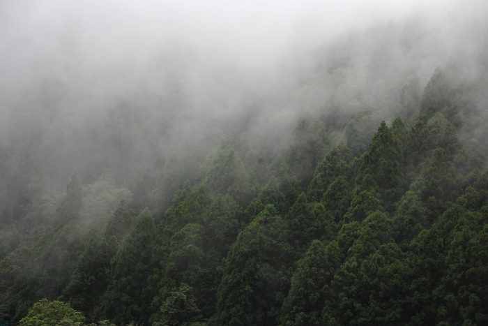 棲蘭山檜木林區內的扁柏林是全台灣原生檜木林帶中蓄積最優良、更新最佳的地域，佔地也最廣。
