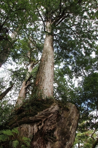 學員們透過實地的踏查，了解棲蘭山這個鮮少涉足的區域林相及生態樣貌特殊性與價值性。