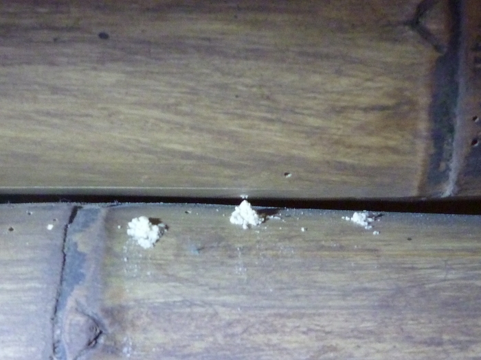 粉圓攤上的粉末及蛀洞