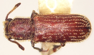 兇手為鱗毛粉蠹，粉蠹蟲的一種（劉藍玉 攝）