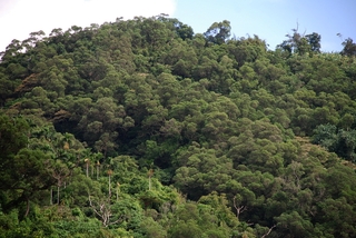 圖 7 蘭博西北邊的山麓植被以相思樹為主