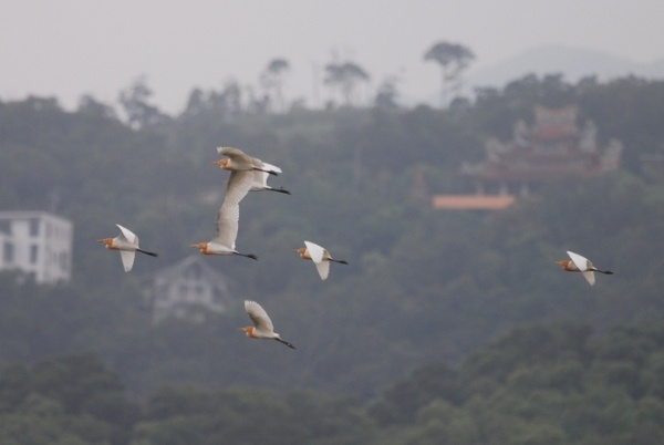 圖 8 成群黃頭鷺往山區飛去