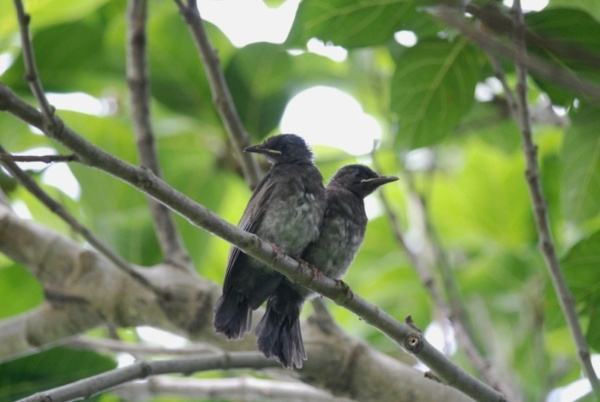 圖 10 紅嘴黑鵯幼鳥