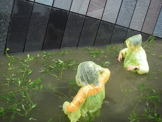 頭城國小六年級學童參加在地原生物種宜蘭水蓑衣復育活動（賴擁憲 攝，蘭陽博物館 提供）
