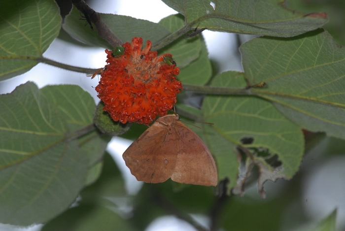 圖1 構樹的熟果旁聚集了蝶、椿象與舞蠅