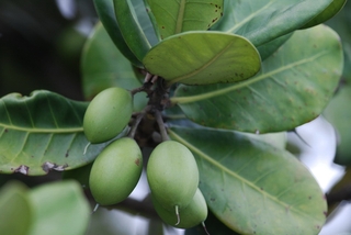 圖7 大葉山欖的果實
