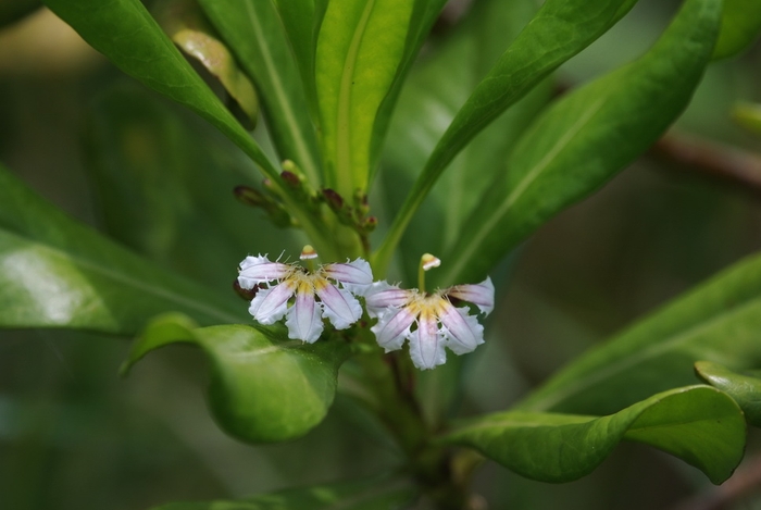 圖8 草海桐的花