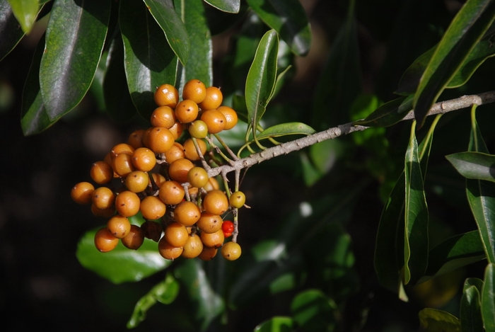 圖9 臺灣海桐的橙紅色熟果