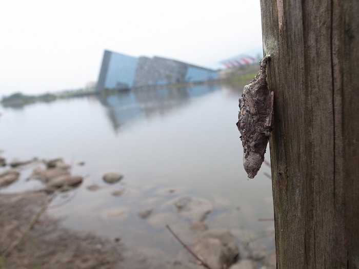 大避債蛾的巢蛹掛在濕地旁的木柱上等待羽化（嘎嘎老師　攝，蘭陽博物館　提供）