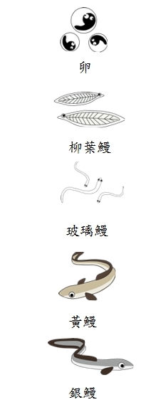 鰻魚一生的變化