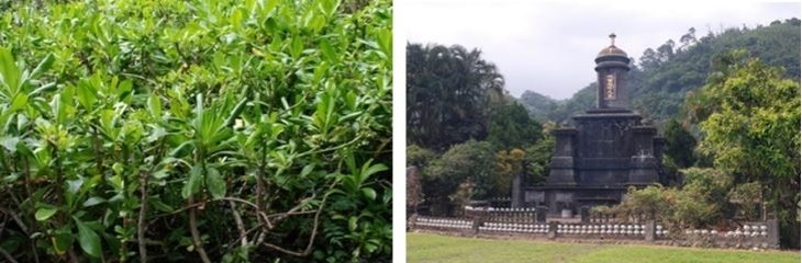 圖 2 烏石港遊客中心外的草海桐(左) / 圖 3 林曹祖宗之墓有較高的植被多樣性(右)