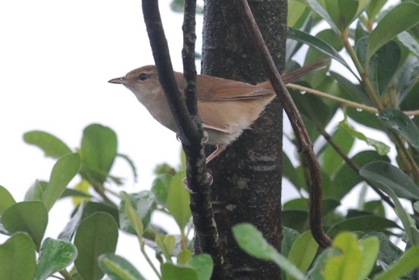 圖 4 剛從灌叢鑽出的遠東樹鶯