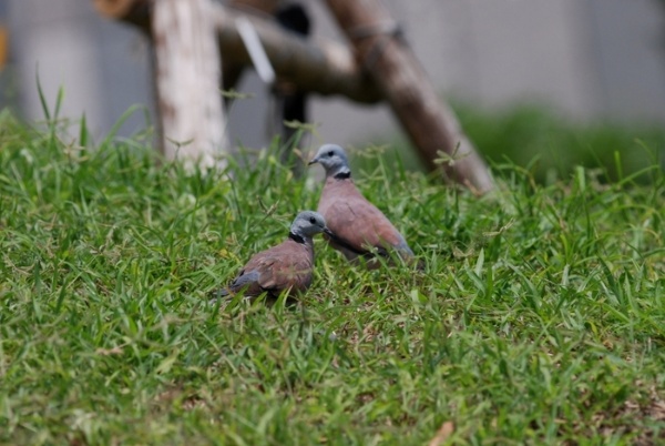 圖 7 在草地上覓食的紅鳩