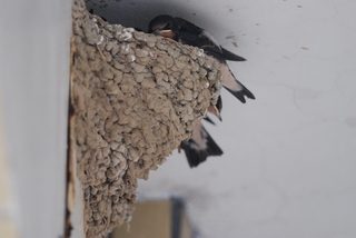 圖 9 家燕在住家騎樓下築巢育雛