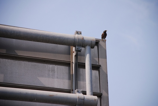 圖 10 家八哥停棲於交通指示牌