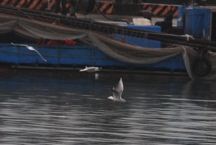 圖3 紅嘴鷗在烏石港內集體捕食