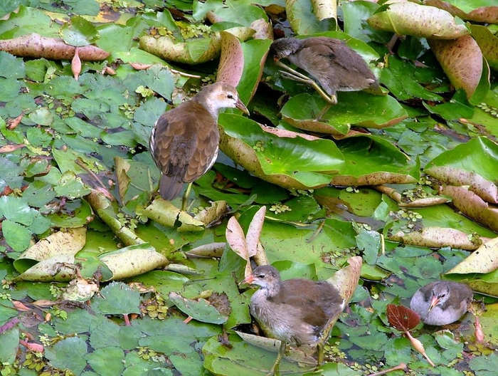 圖12 紅冠水雞亞成鳥（左中）照顧三隻幼鳥