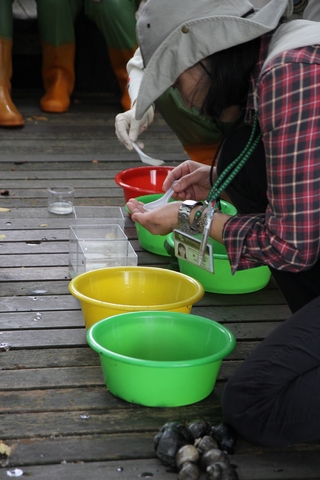 工作人員正在進行分類