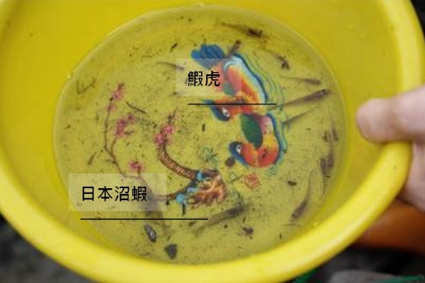 日本沼蝦