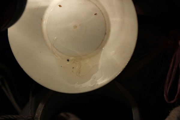 透過白色的碗才可以清楚地看到是否捕到鰻苗