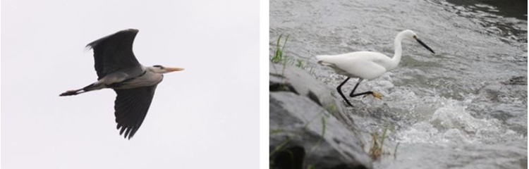 圖5 蒼鷺 (左) / 圖6 小白鷺 (右)