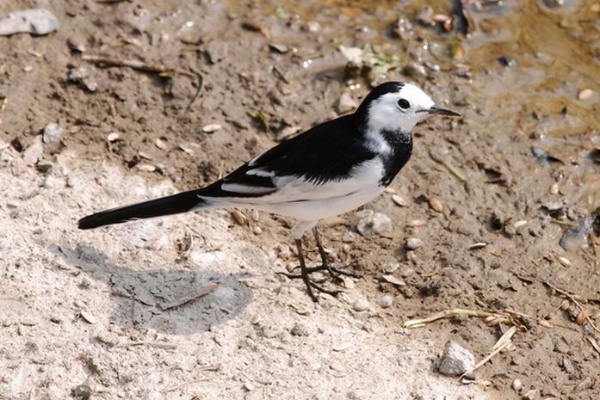圖10 白面白鶺鴒