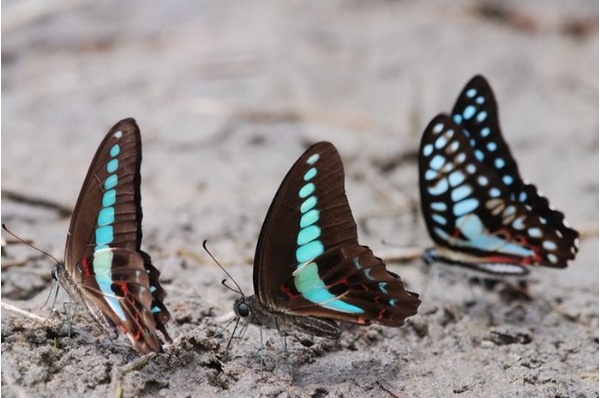 圖13 青鳳蝶（左、中）與木蘭青鳳蝶（右）