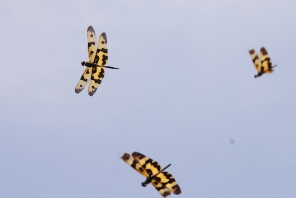 圖14 彩裳蜻蜓雄蜓( 左，翅尖黑褐色 )與雌蜓( 中、右，翅尖透明 )