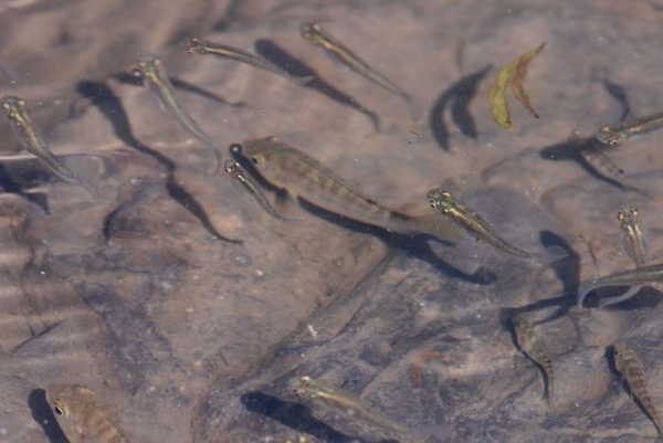 圖15 吳郭魚（中間，背部有條紋者）、大肚魚（吳郭魚周圍的個體）