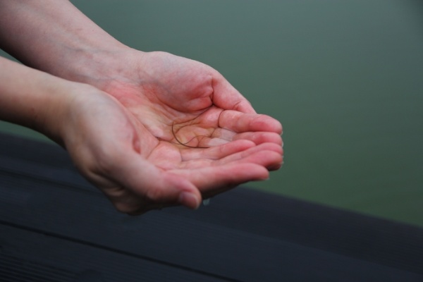 小鰻魚辛苦了！希望你們回到大自然後，順利完成生命的旅程