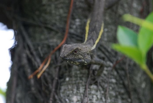 圖11 正在對入侵者宣示領域的斯文豪氏攀蜥