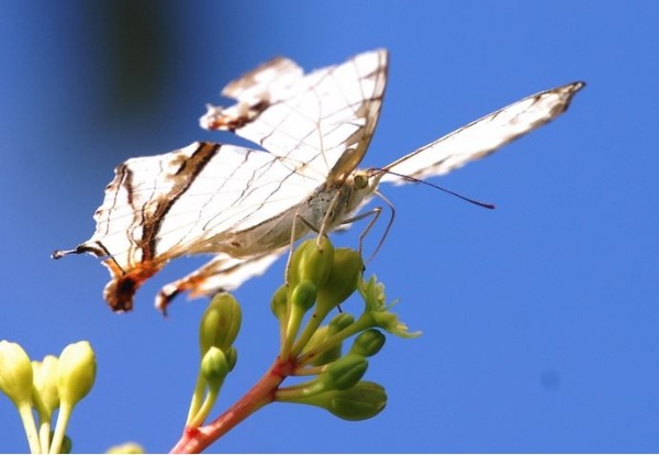 圖13 網絲蛺蝶吸食紅楠花蜜
