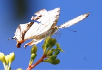 蘭博周邊樹林的動物生態