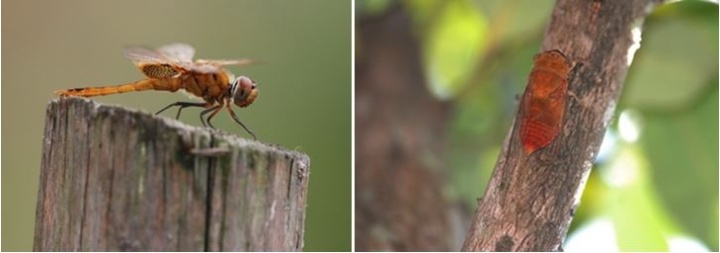 左：圖14 大華蜻蜓 / 右：圖15 薄翅蟬（橙色型）