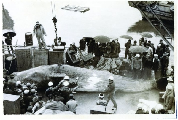 南方澳捕鯨豚（莊思先生收藏／賴榮興先生提供）