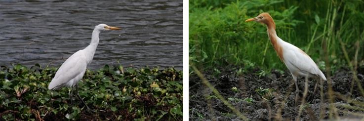 左：圖5 黃頭鷺（冬羽或稱非繁殖羽，非繁殖羽即為非繁殖期的羽毛） / 右：圖6 黃頭鷺（夏羽或稱繁殖羽，繁殖羽即為繁殖期的羽毛）（攝於宜蘭冬山鄉）