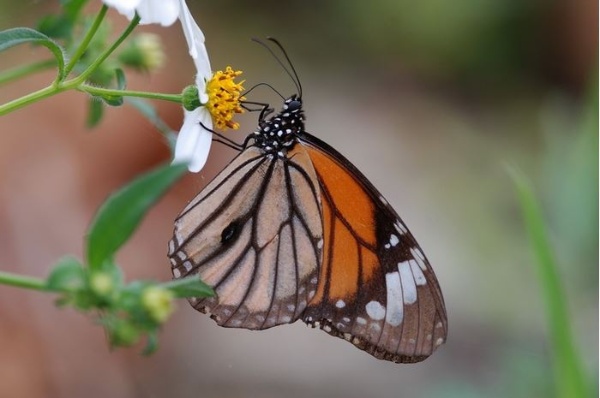 圖10 虎斑蝶（黑脈樺斑蝶）吸食大花咸豐草花蜜