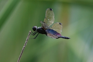 圖12 停棲在蘆葦叢附近的賽琳蜻蜓
