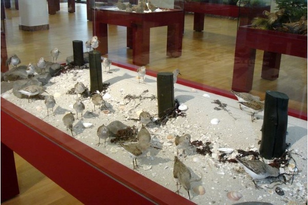 波昂境內唯一一間自然史博物館～亞歷山大．庫尼胥動物學博物裏小型生態展示櫃，展示內容充分顯示出研究非常扎實，誠為研究人員與展示人員緊密合作的成果