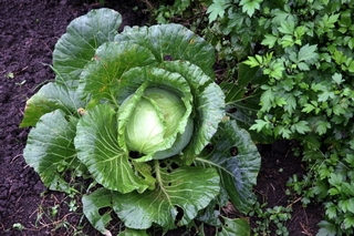 友善食材變變變～生菜沙拉