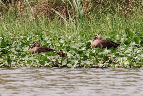 圖1 花嘴鴨成鳥與幼鳥在濕地邊活動